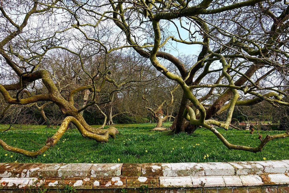 Tangle Trees Limbs Nature
