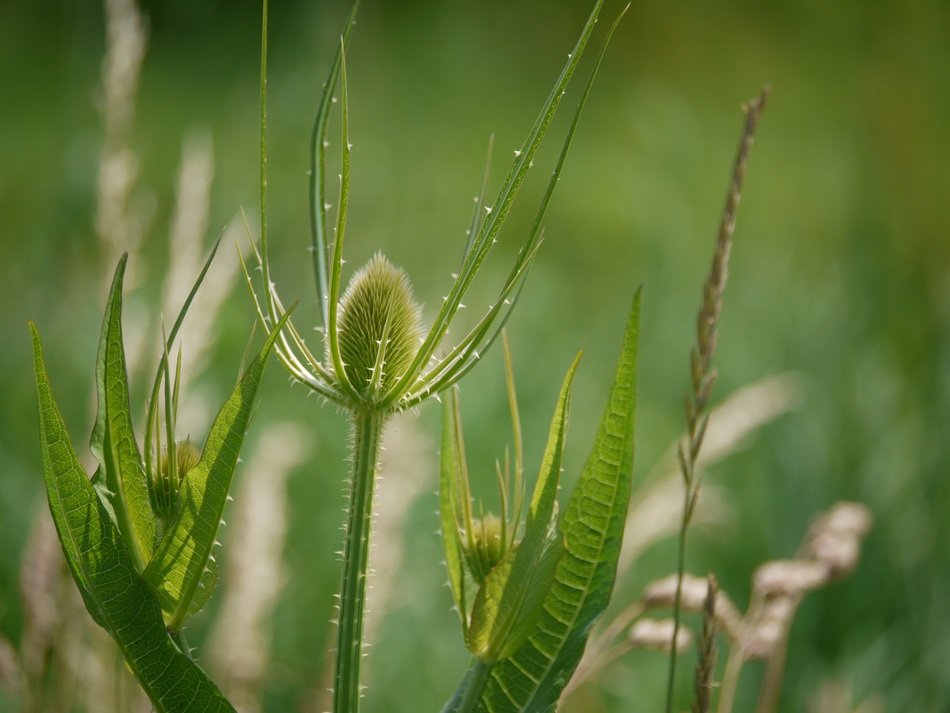 Wild Teasel Bud Thorns Thistle