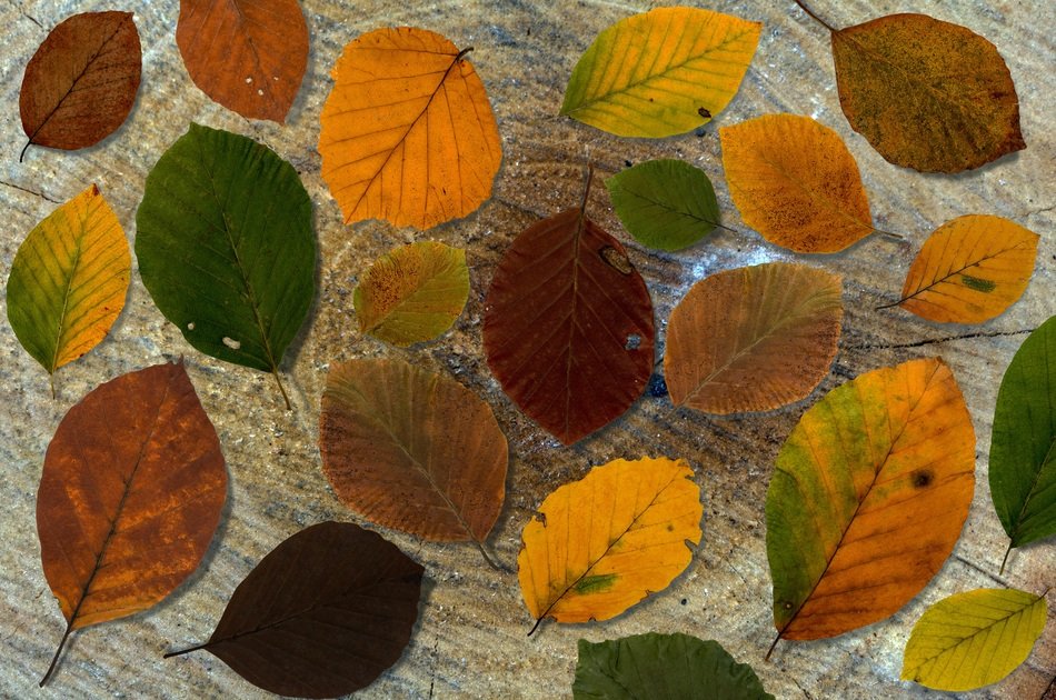 Leaves Beech