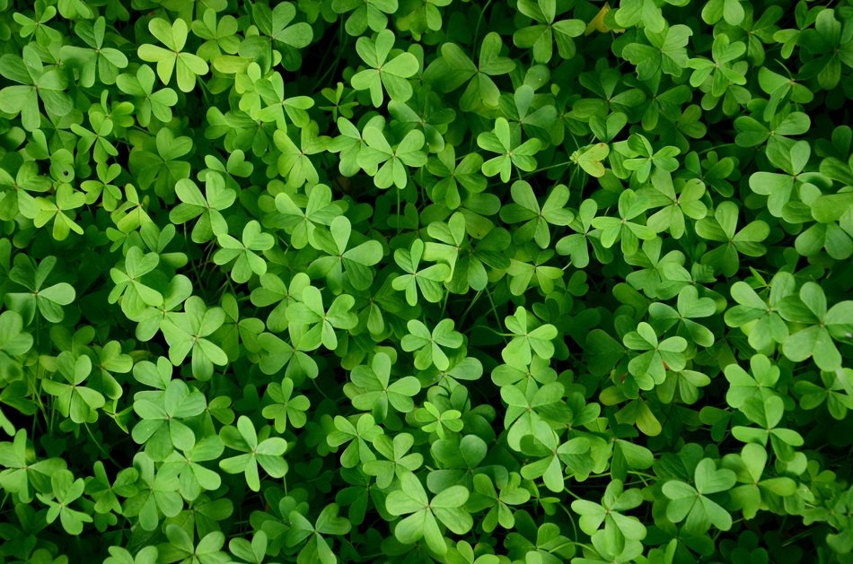 Clover The Background Green
