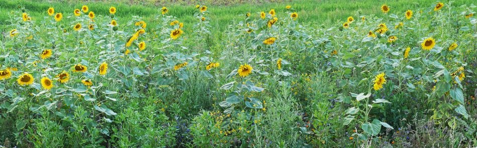 Sunflower Field Relief Meadow