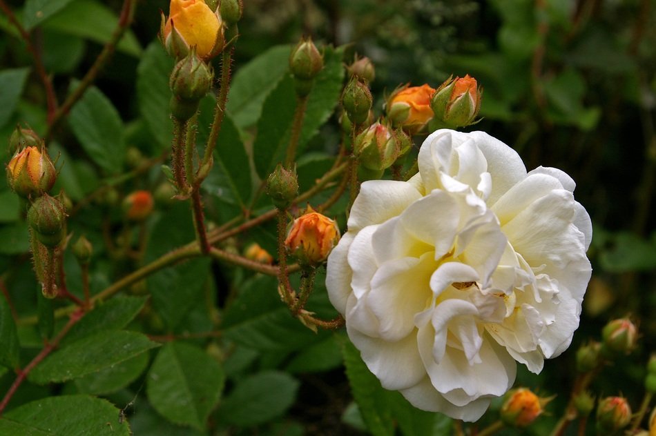 Ghislaine De Filigonde Rose