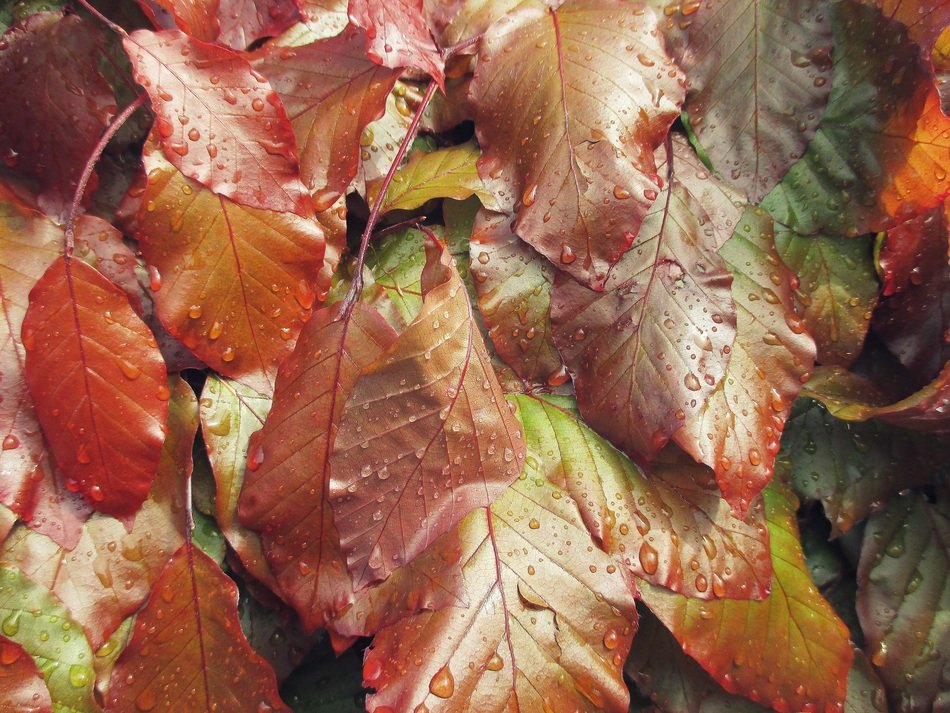 Leaves Background Spring Hedge