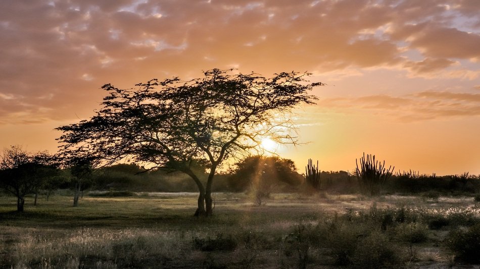 Tree Sunset The Sun'S Rays
