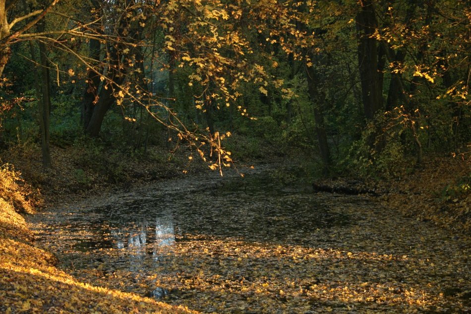 Lake Leaves Autumn Nature