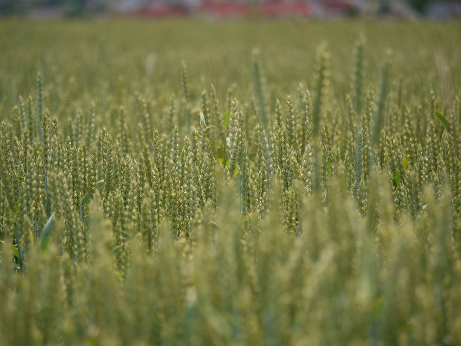 Wheat Field Cereals Far