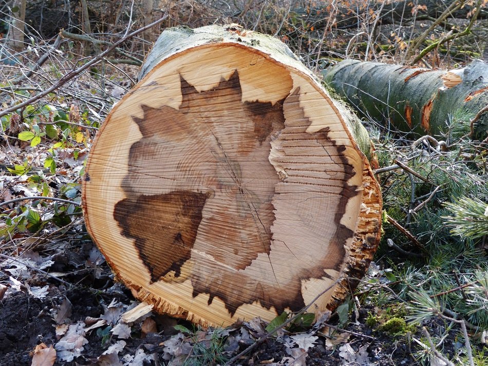 Log Section Grain Wood