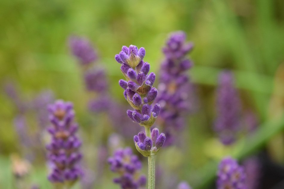 Lavender Close Background Violet