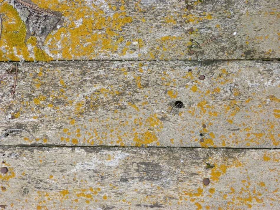 Background Texture Wood Mold