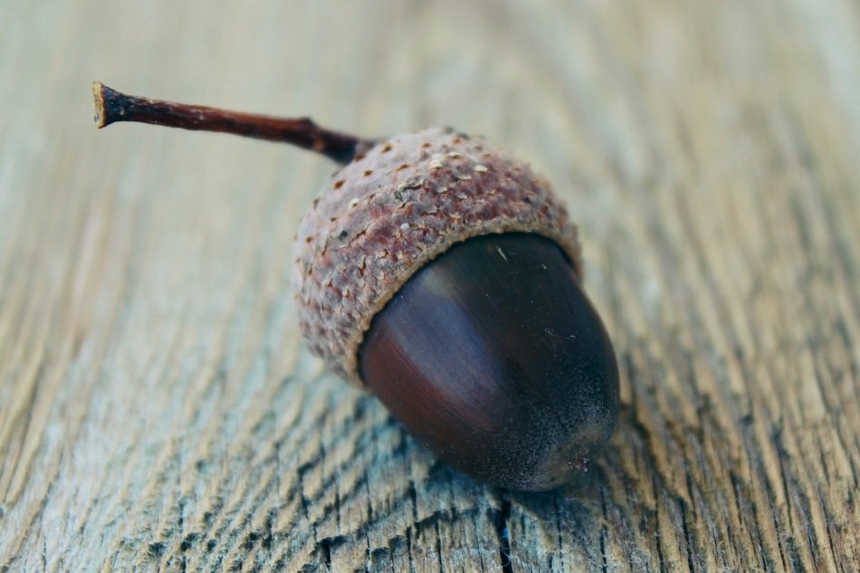 Acorn Autumn Nature Fruit Fall
