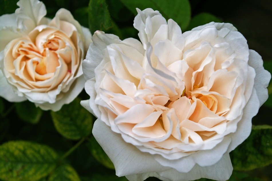 wallpaper with garden roses