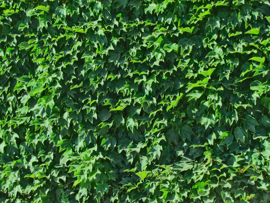 Foliage Texture Leaves Green