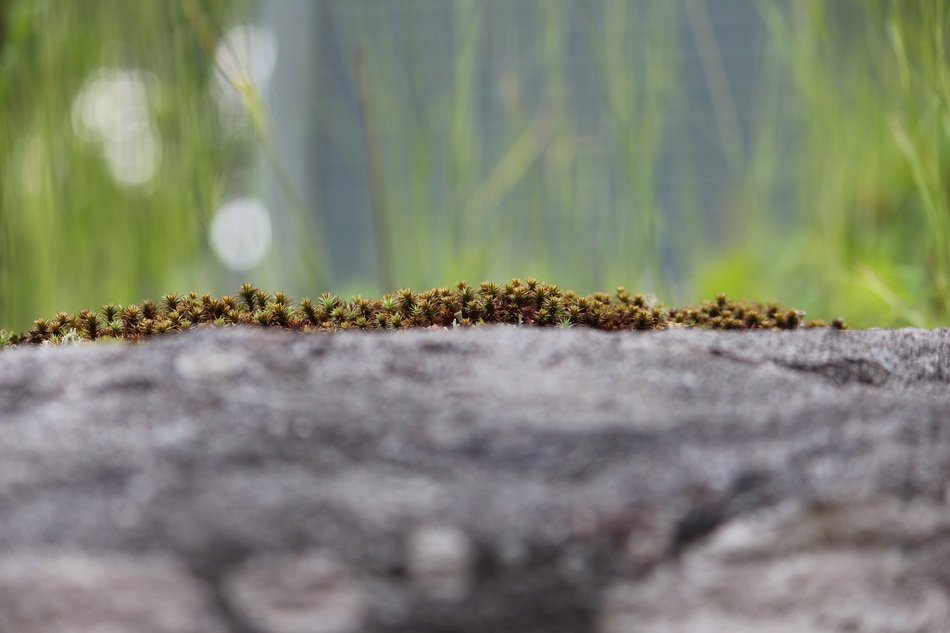 Photographic Background Moss