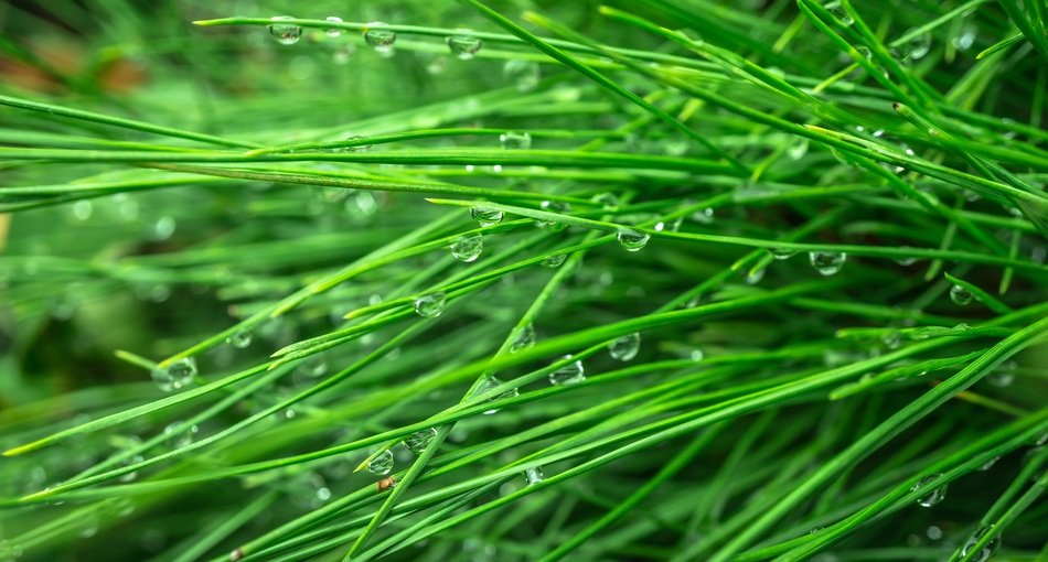 Pine Conifers The Leaves Plants