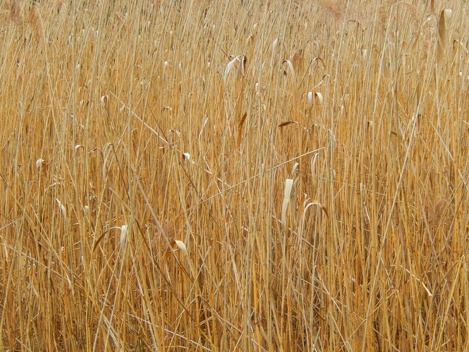 Reed Yellow Nature Plant