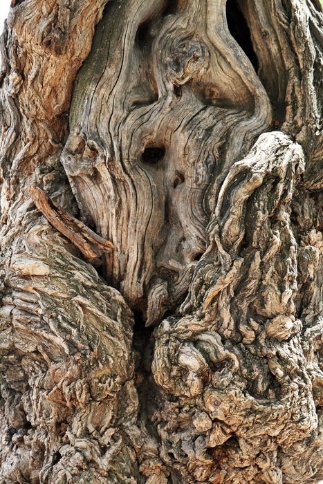 Log Wood Bark Forest Nature