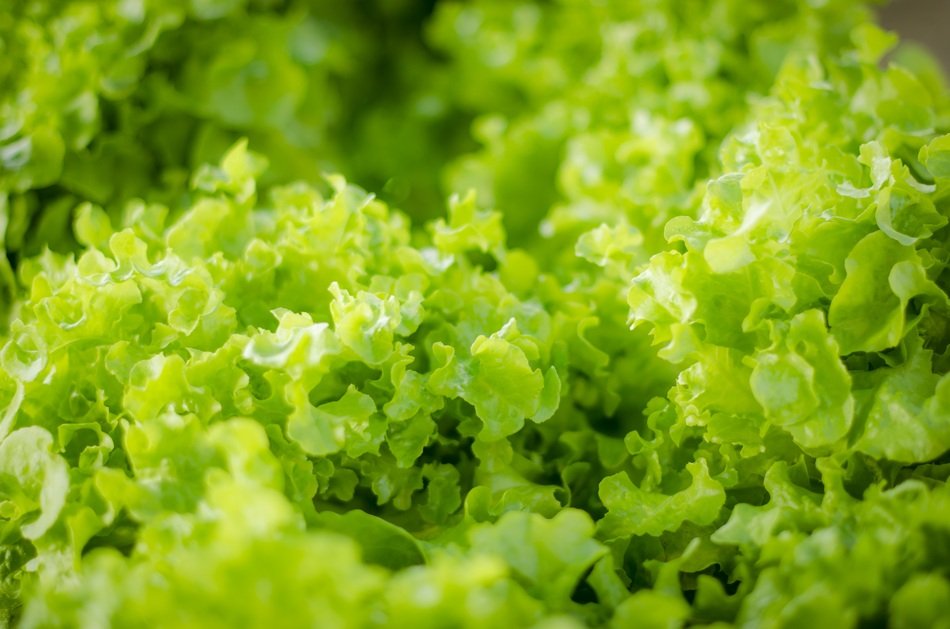 Green Salad Vegetable Organic