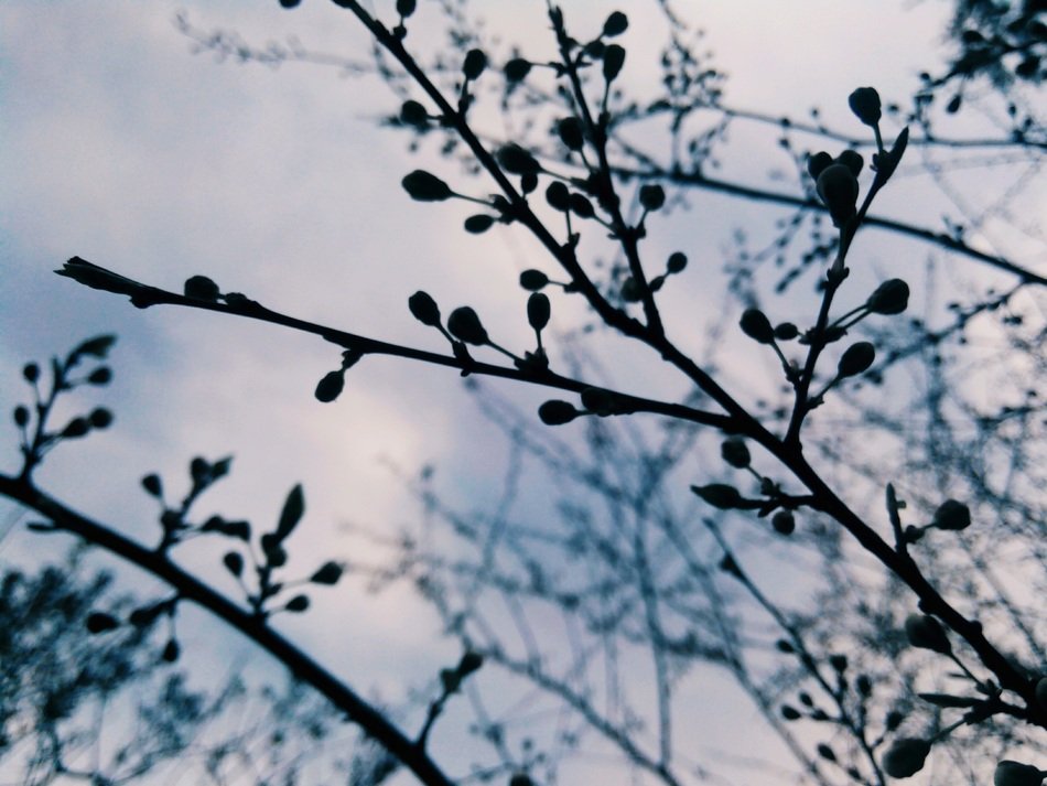 Spring Bloom Flowers Trees