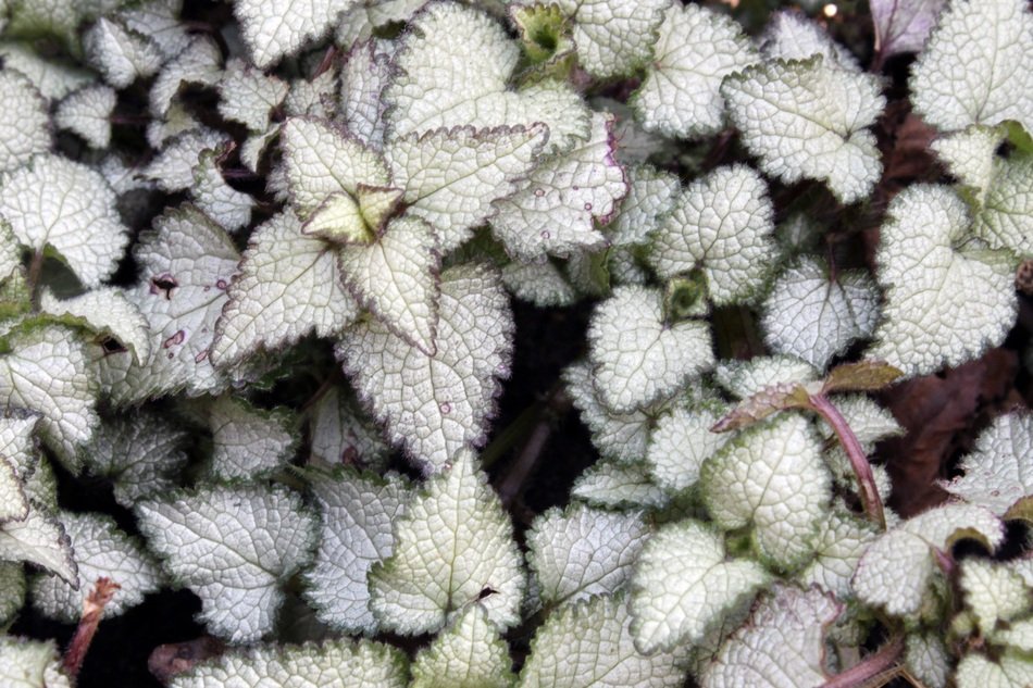 Leaves Ground Cover Gardens