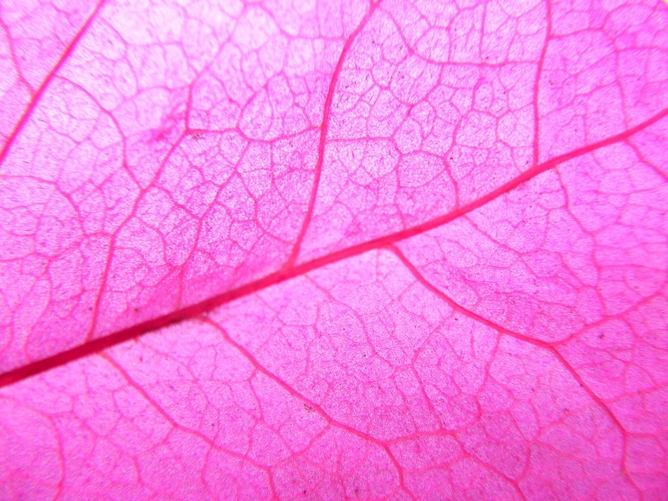 Plant Powder Leaf Plante Macro