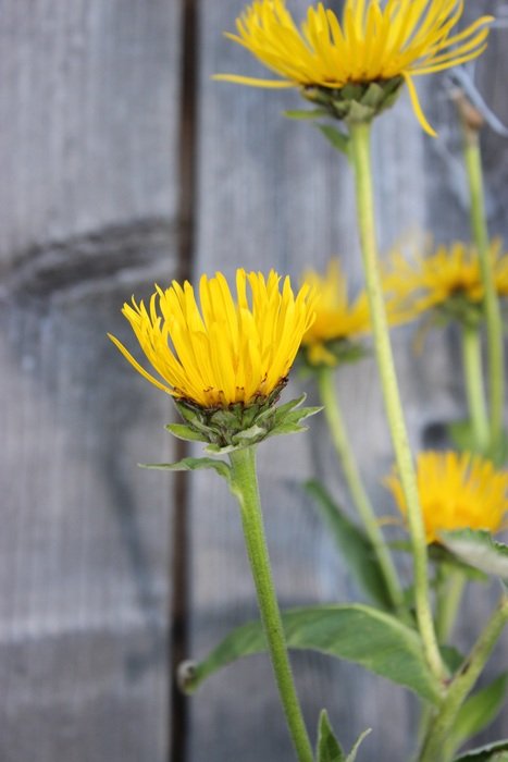 Golden Mustache Flowers Yellow