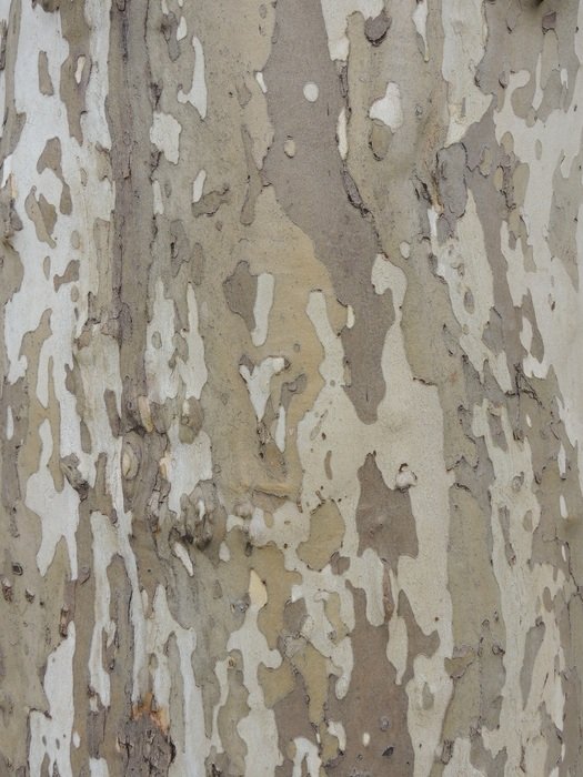 Bark Camouflage Tree Nature