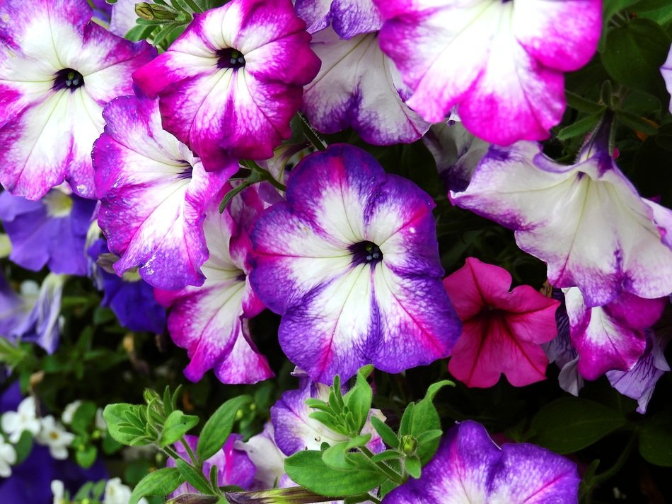 wallpaper with summer garden flowers