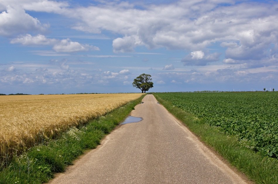 Landscape Lane Tree Away Fields