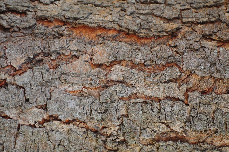 Background Flying Shell Wood