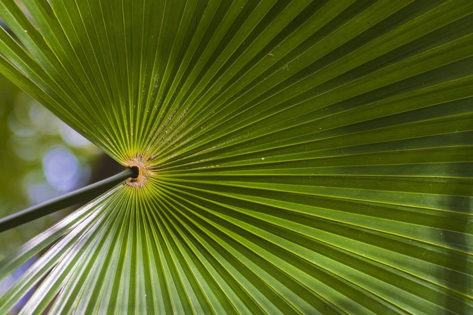 Background Plant Green Nature
