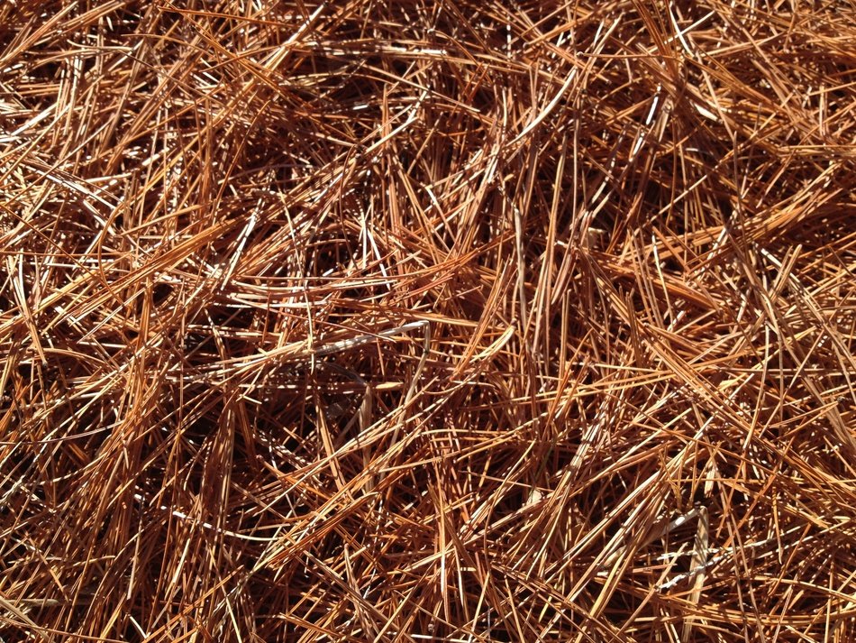 Pine Needles Carpet Fall Pine