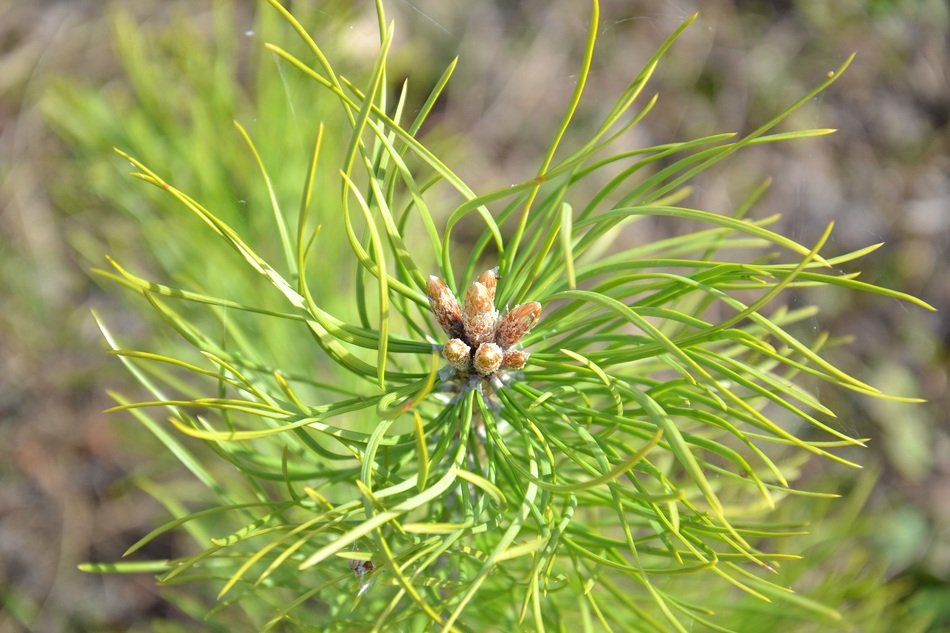 Tree Pine Pine Buds Shoots