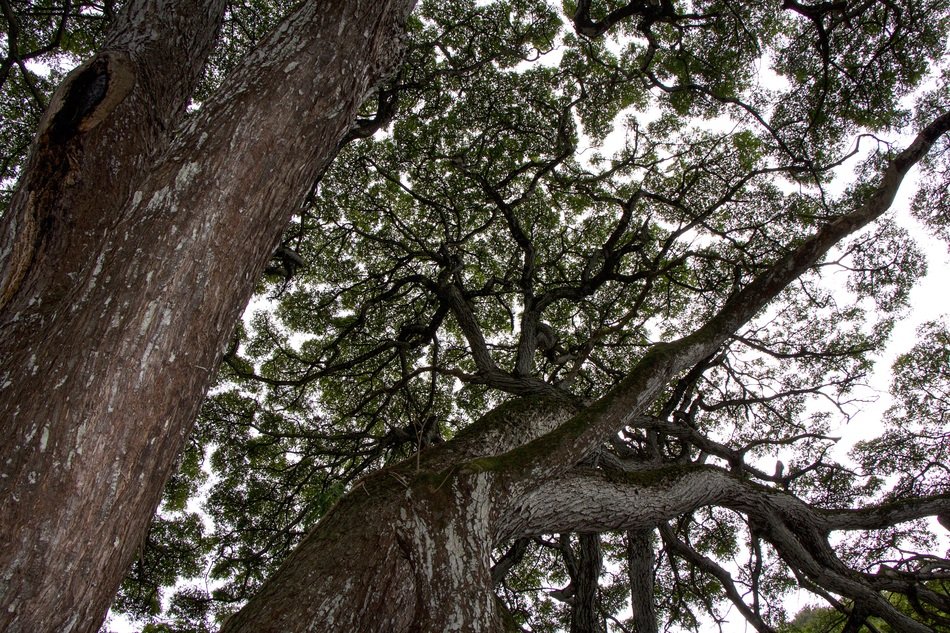 Tree Canopy Hawaii Island Leaves