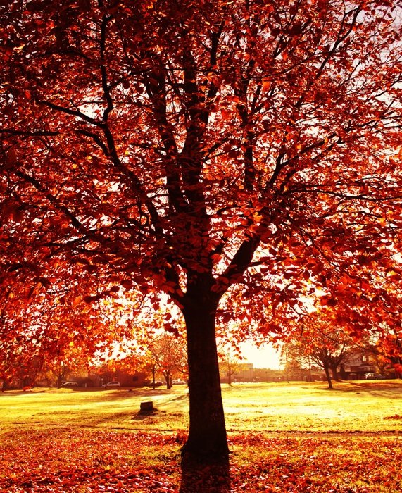 Autumn Tree Orange Nature Fall