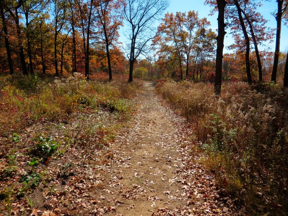 Fall Autumn Orange Season