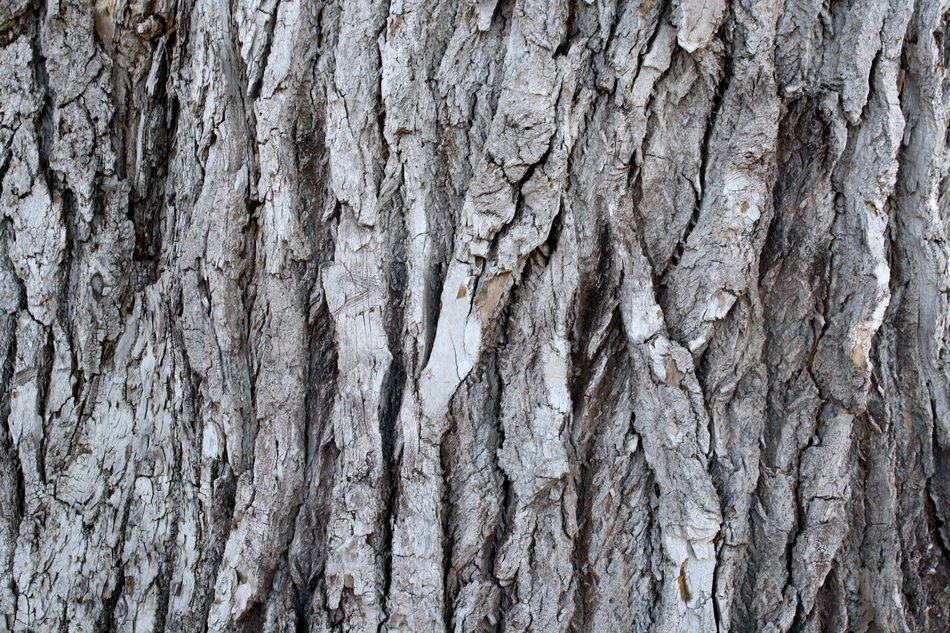 Grooved Pine Bark Old Tree Plant