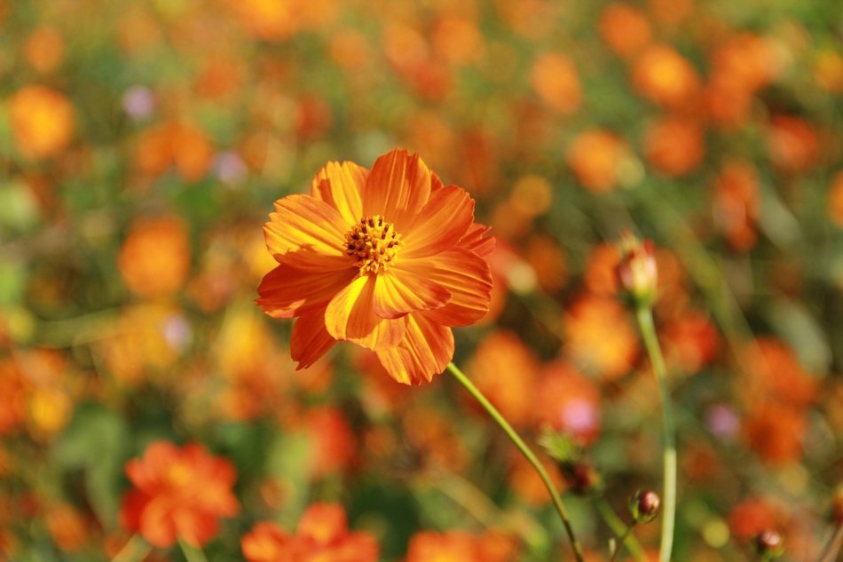 Flowers Orange Close Nature