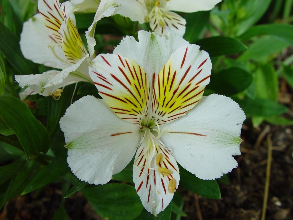 Fleur De Lis White Red Yellow