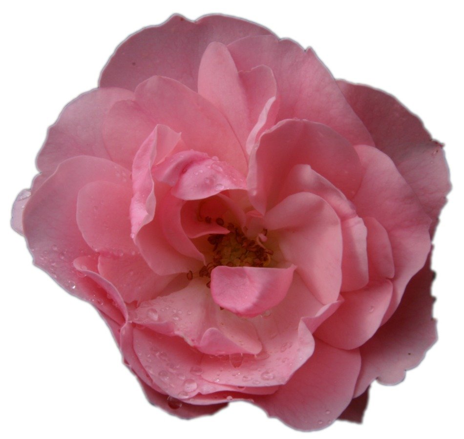 Pink Rose Flower Macro