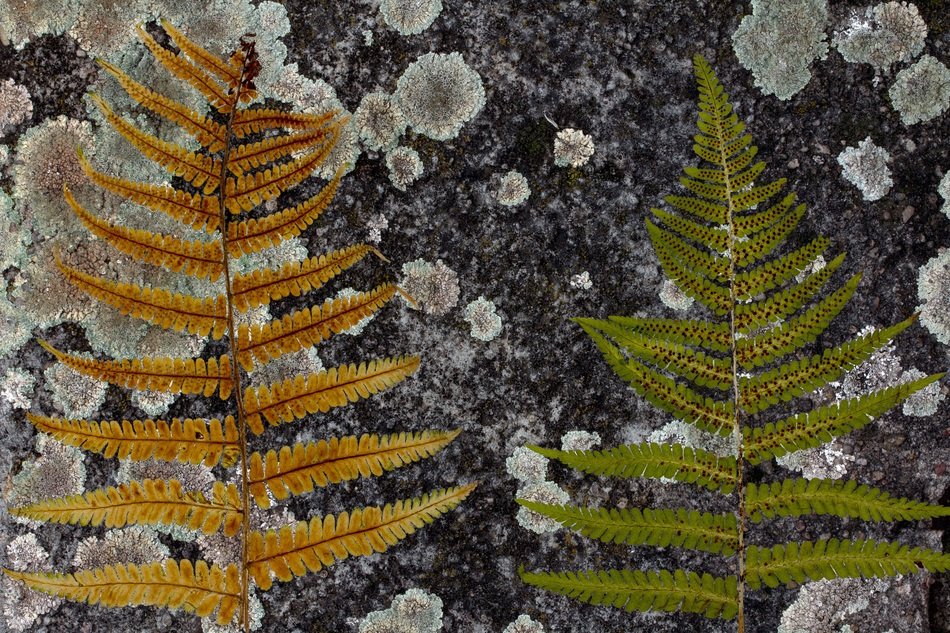 Ferns Background Concrete Weave