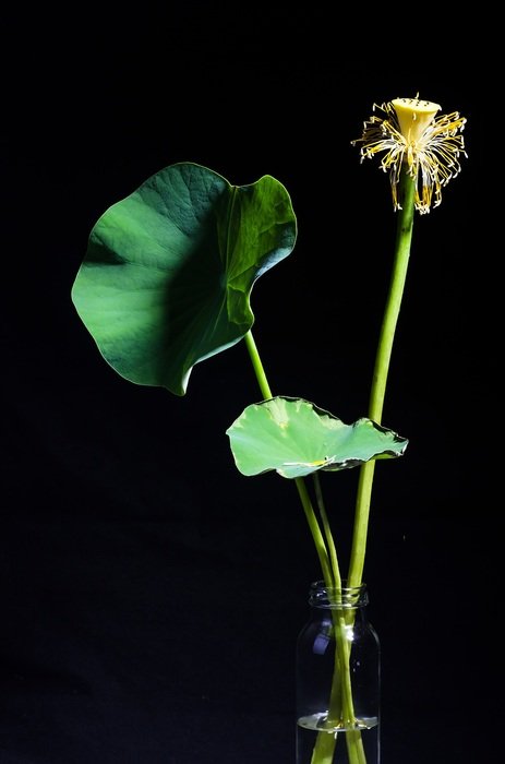 green lotus on a black background