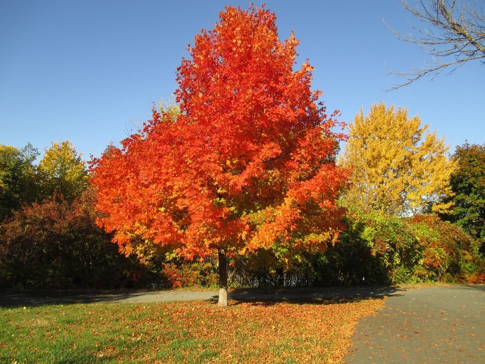 Fall Colors Fall Autumn