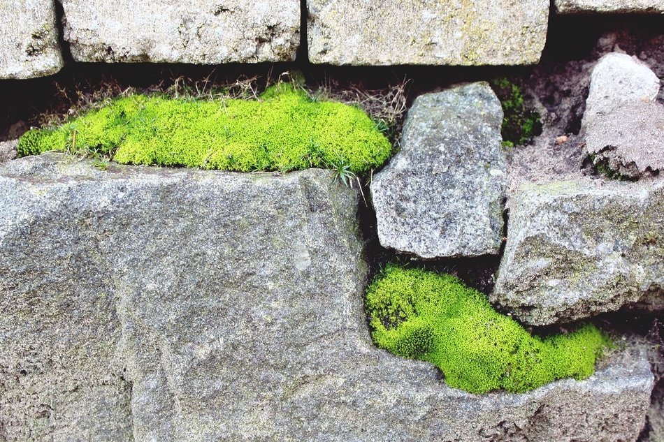 Stone Stone Wall Moss Wall
