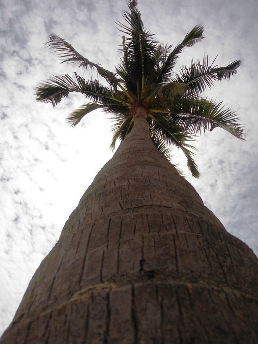 Tribe Sky Wedel Palm Leaf