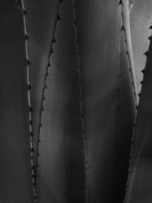 Background Texture Leaves Thorns
