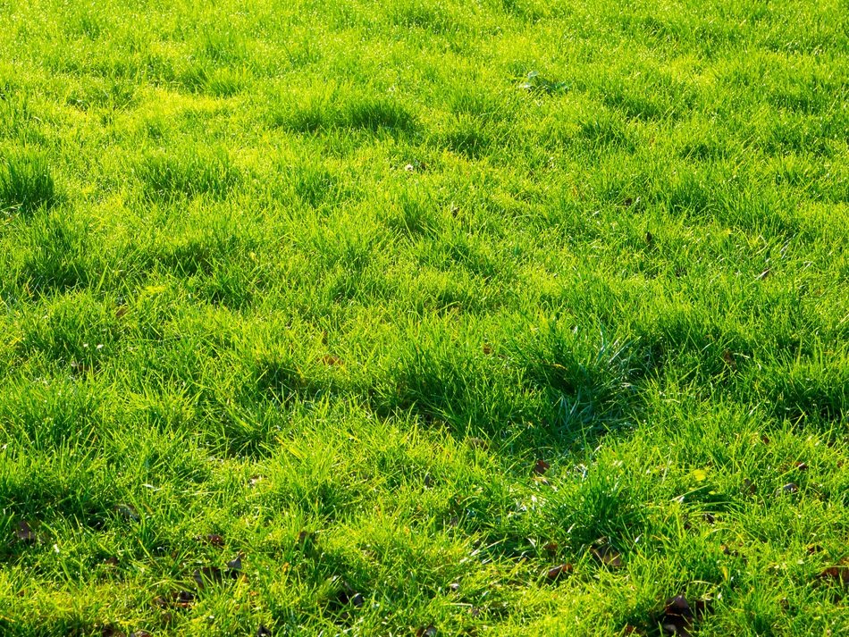 Botany Field Grass Greenery