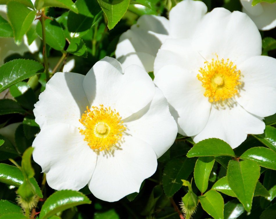 Cherokee Rose White State Flower