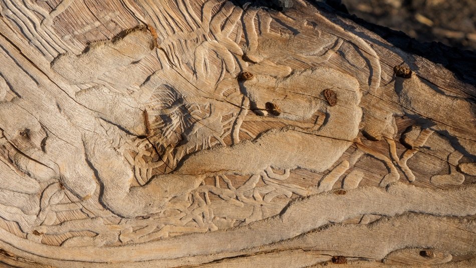 Texture Background Wood Bark