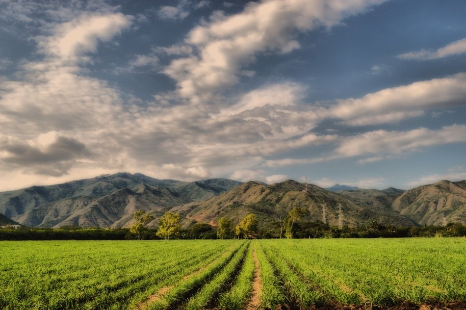 Mountains Crops Cane Field