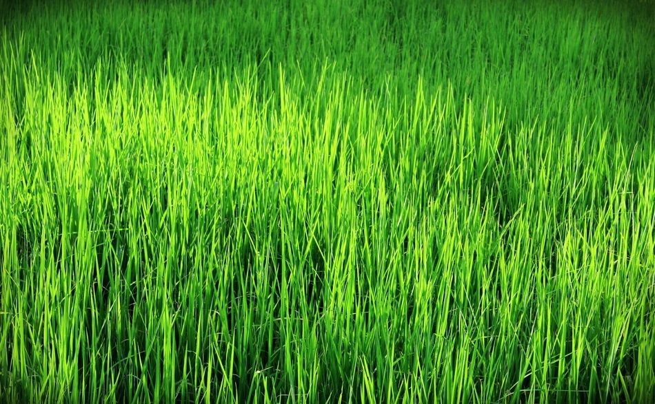 wallpaper with green fresh grass